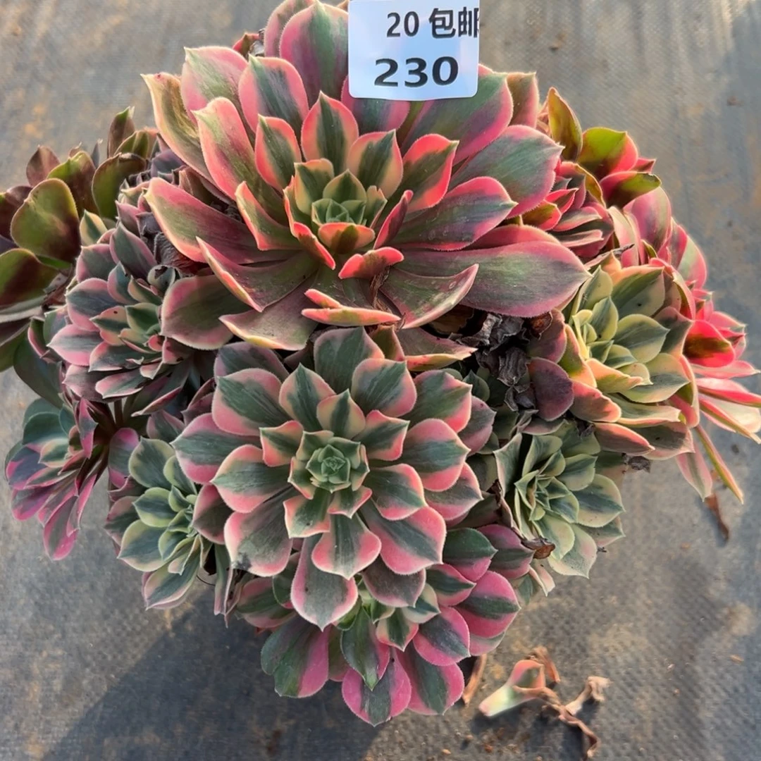 230女妖，满20包邮嘟叮熊