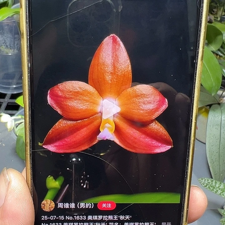 大部分开放少量花苞