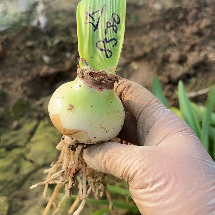 笨*～达芙妮5.5左右带土8580