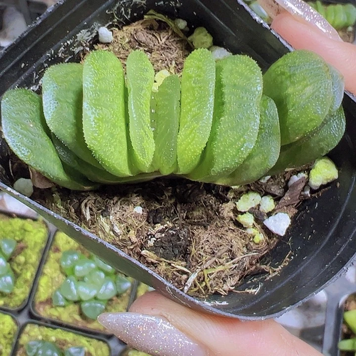 绿玉扇19包邮多肉植物