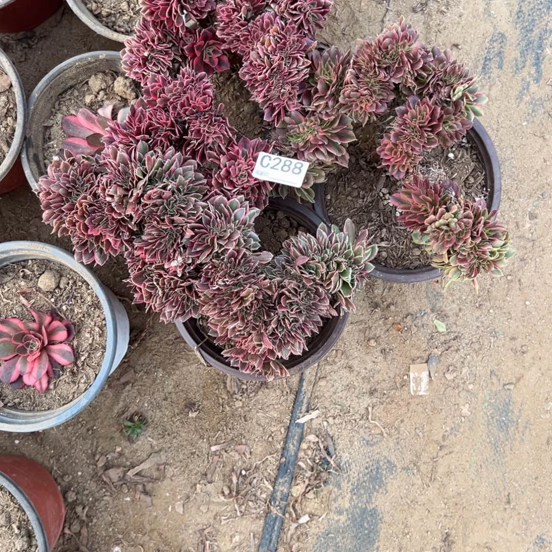 288三颗组合多肉植物