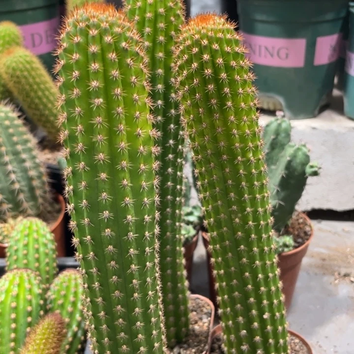 自根金妞卡布奇诺一杯20公分