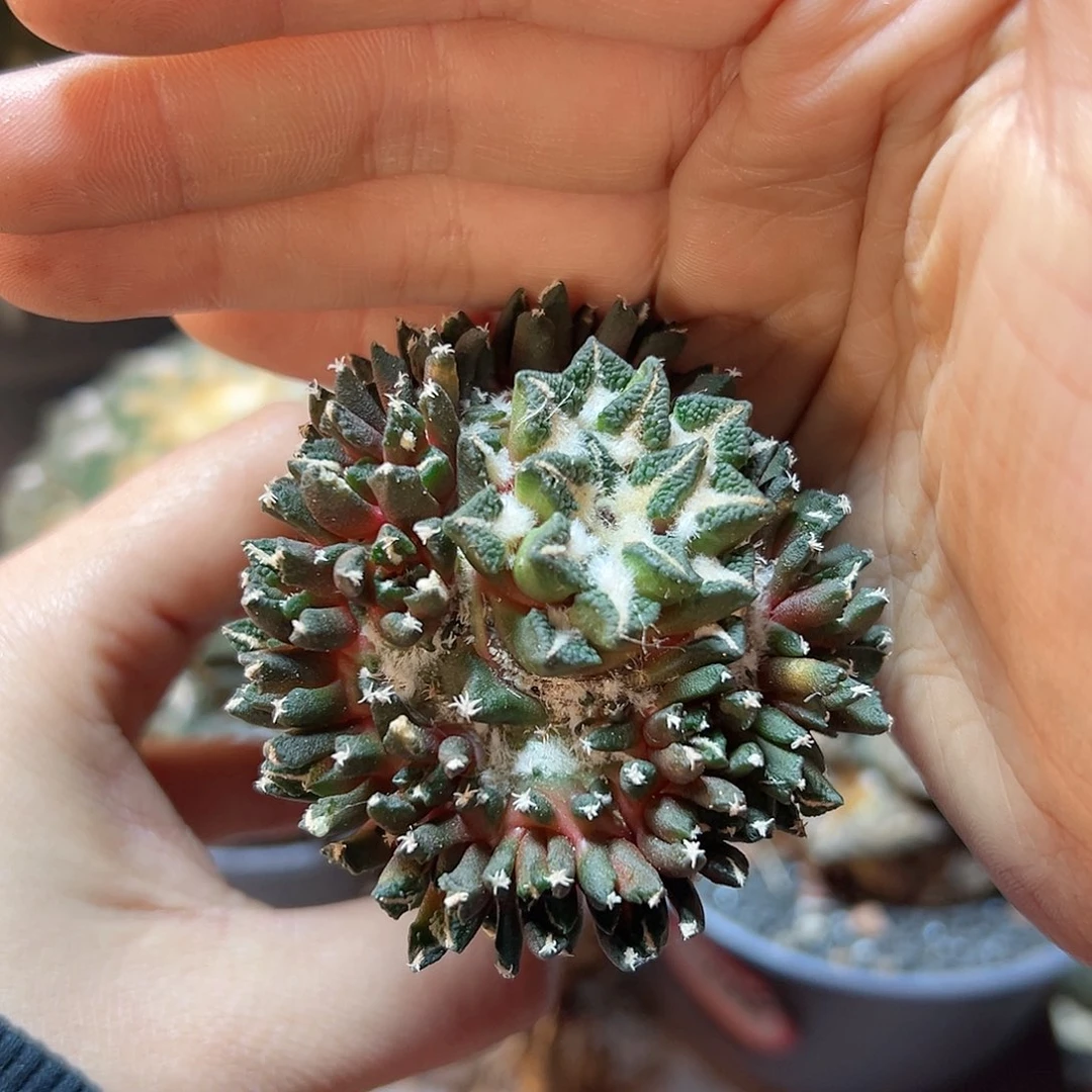 爱**秋晚18号黑牡丹6公分带柱