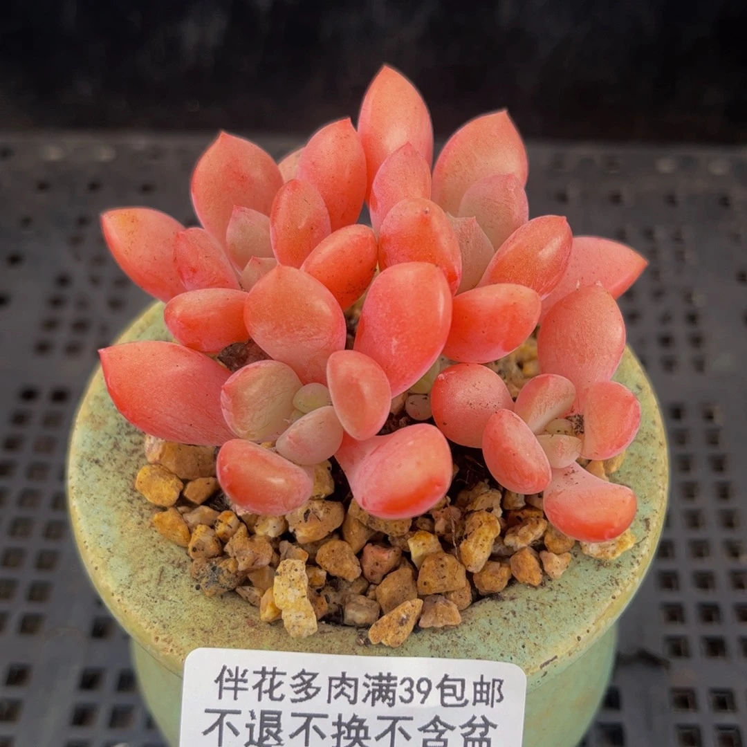299-粉桃花多肉6cm