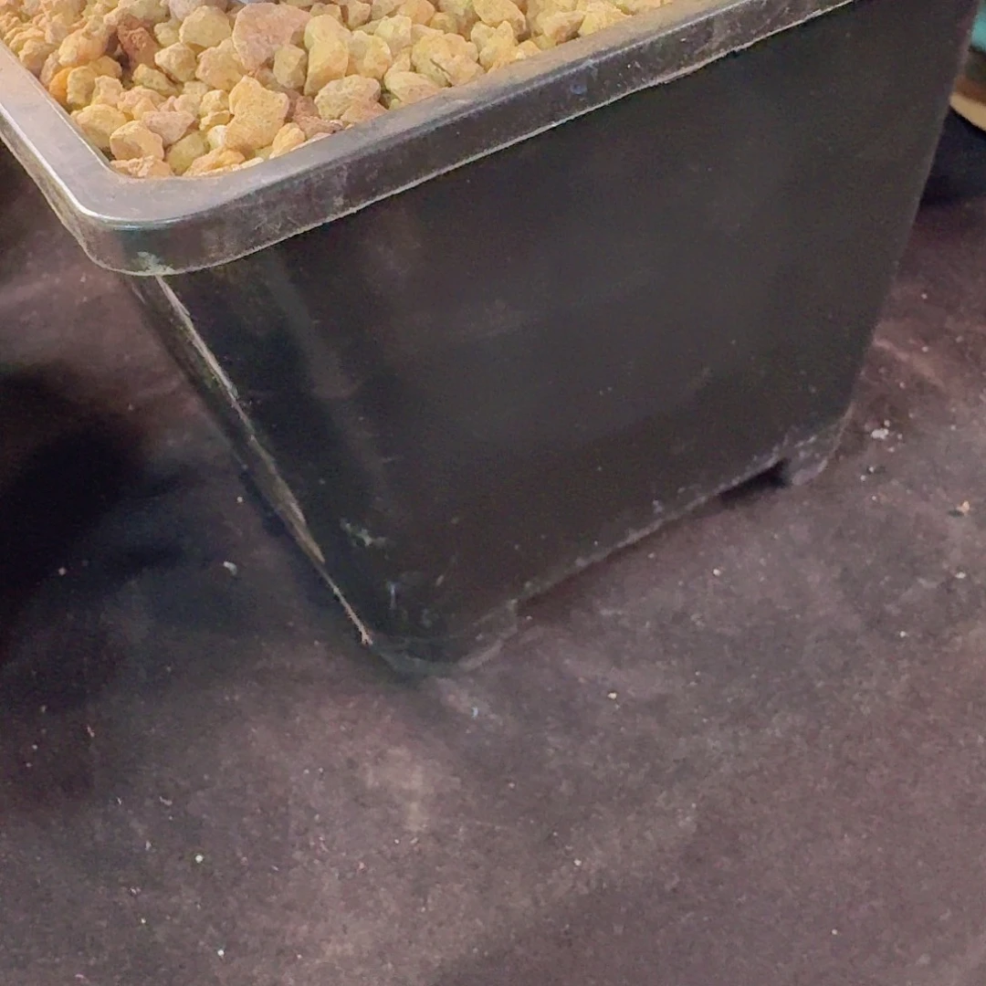 保温箱多肉一物一拍