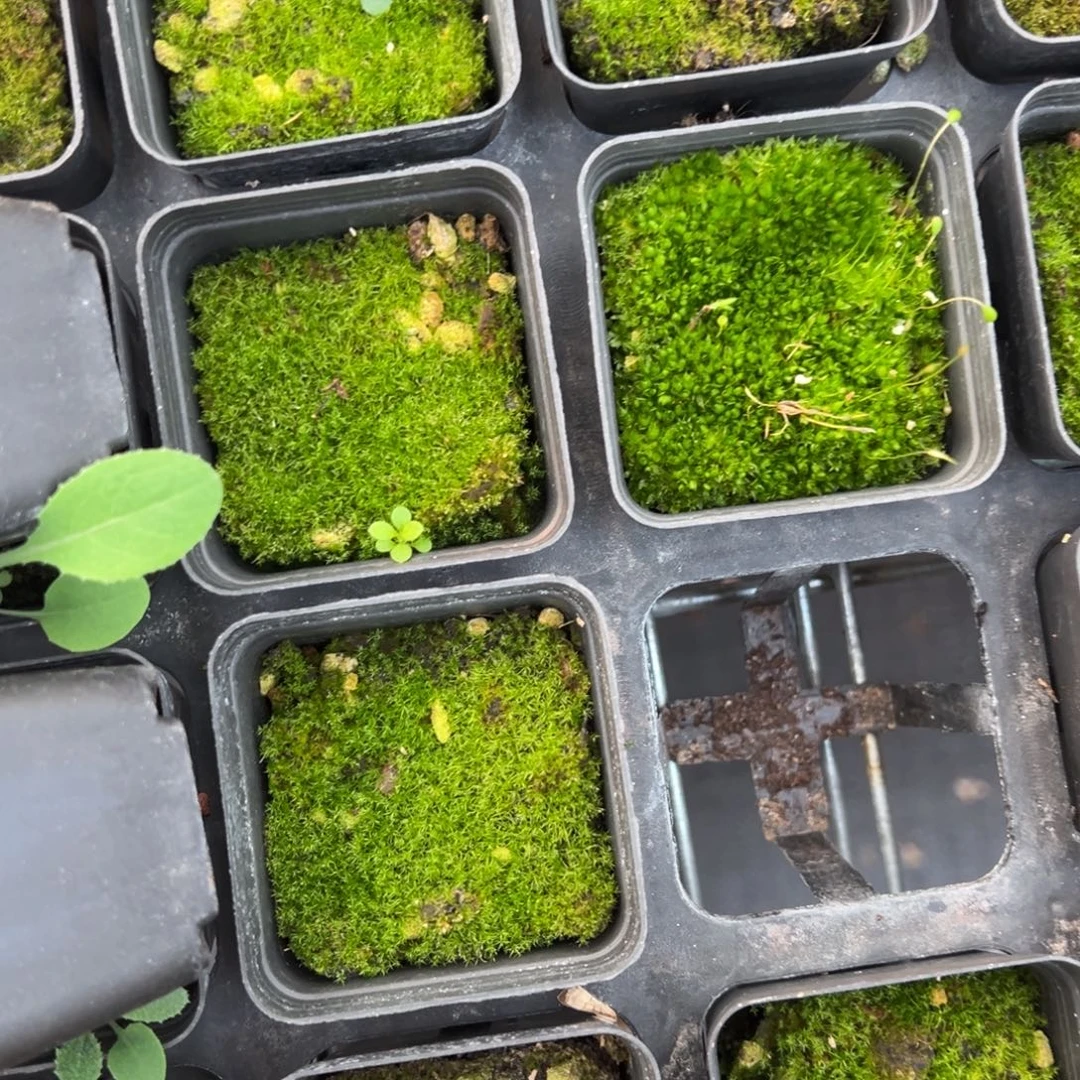 青苔55杯好绿福利