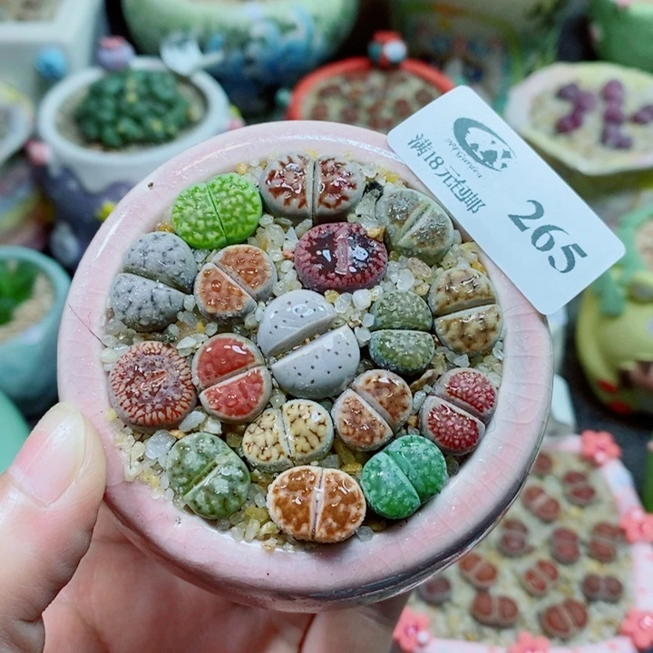 生石花花花花花花265