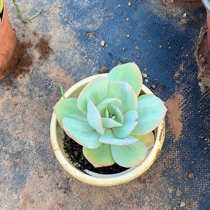 想***想多肉植物实物直播实物7