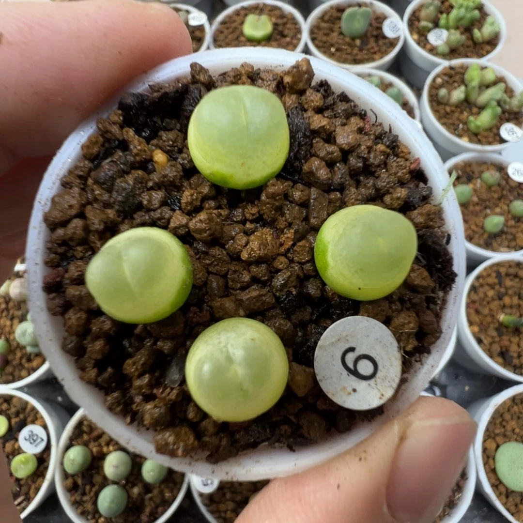 拉登一颗脱土60000000