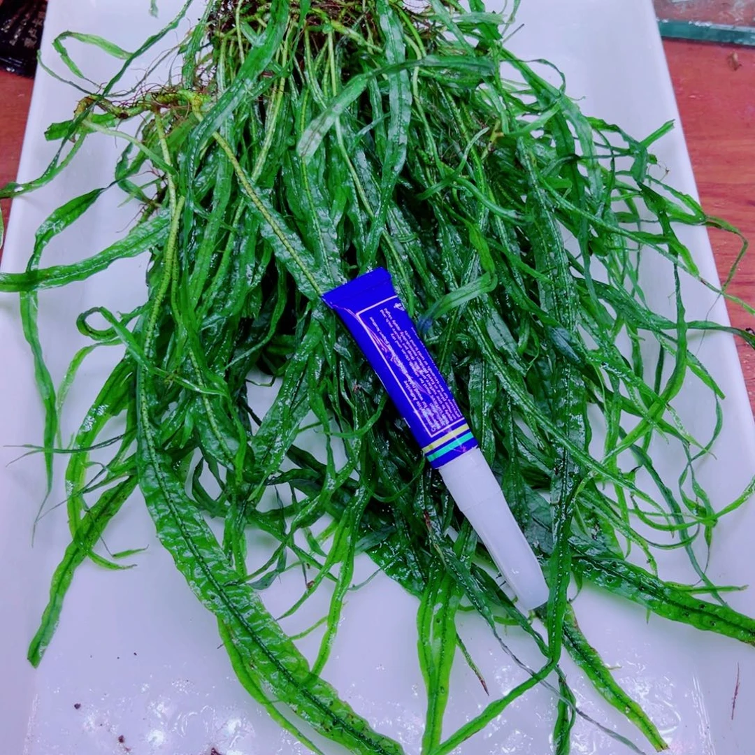 美小呆特价套餐一份