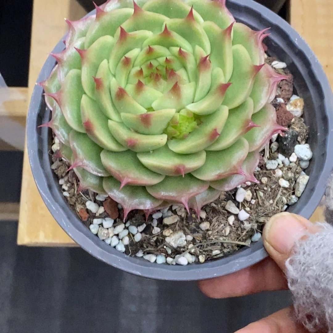 精品多肉一物拍不包整19