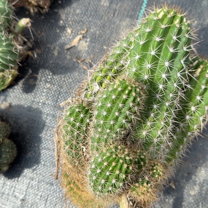 毛花柱仙人球群生552