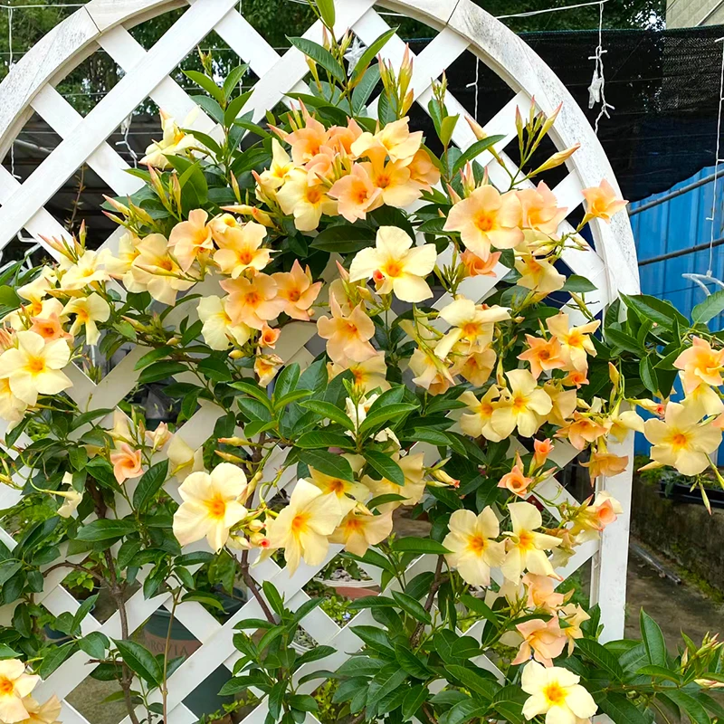 杏色飘香藤(新品种 可爬藤 耐热)庭院阳台开花植物