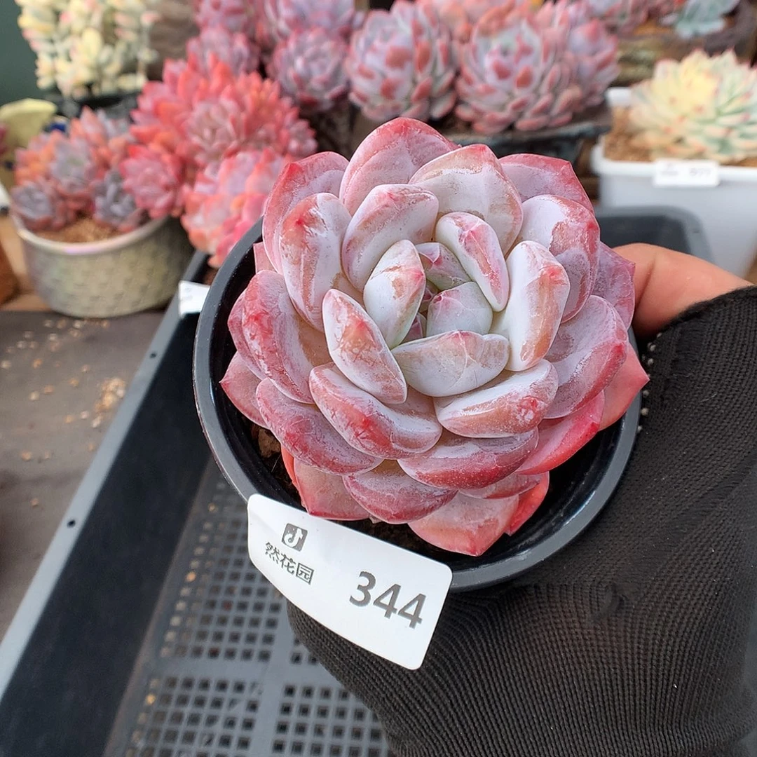 344星影多肉植物6666