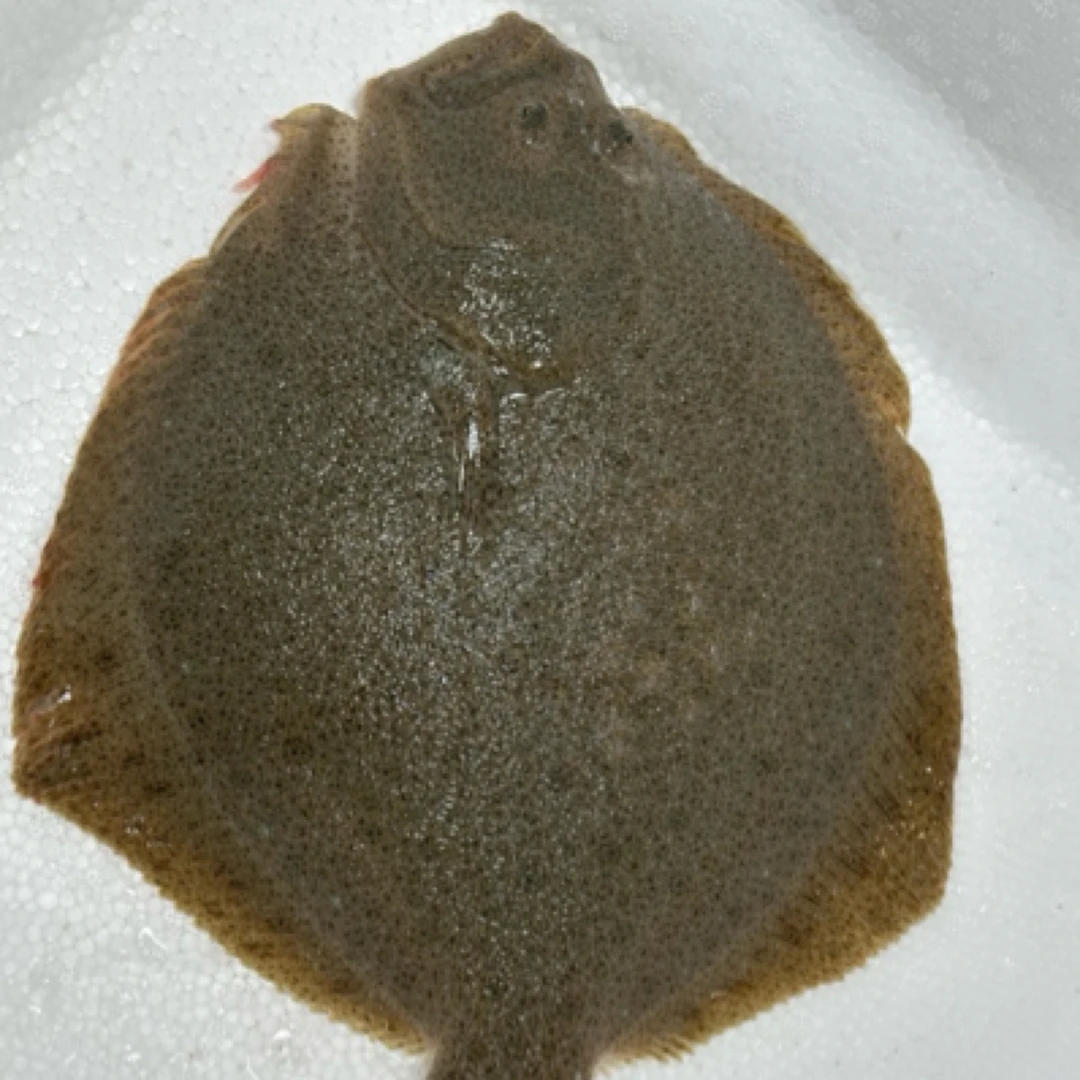 鲜活多宝鱼【老笨海鲜】备注可免费收拾！