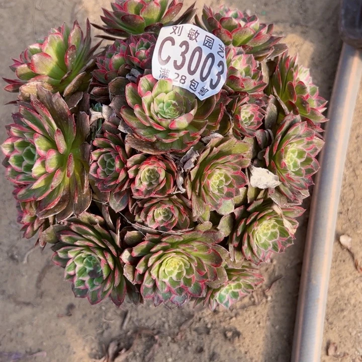 莲花多肉植物法师3003