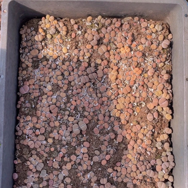 加***2一框碧琉璃888888888888