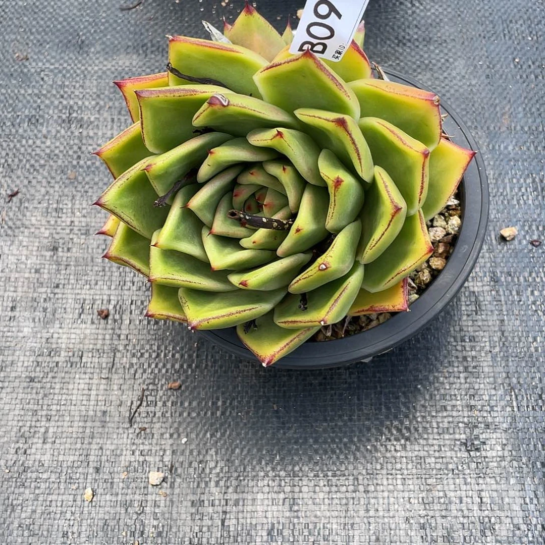 若如东云单拍B099