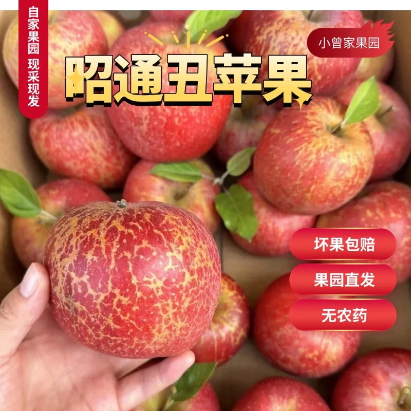 云南昭通冰糖心丑苹果新鲜现摘酥脆多汁现摘现发