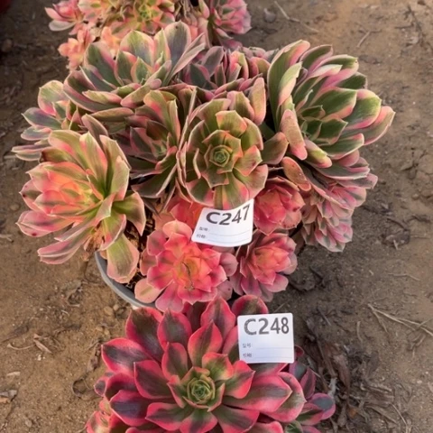 多肉植物青苹果女妖