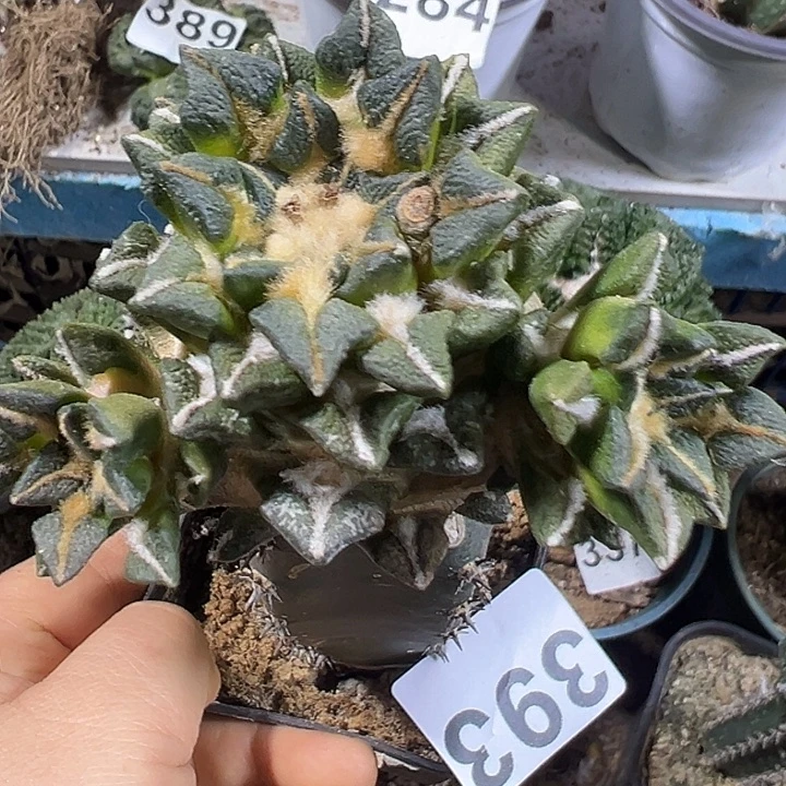 黑牡丹群393仙人球开花