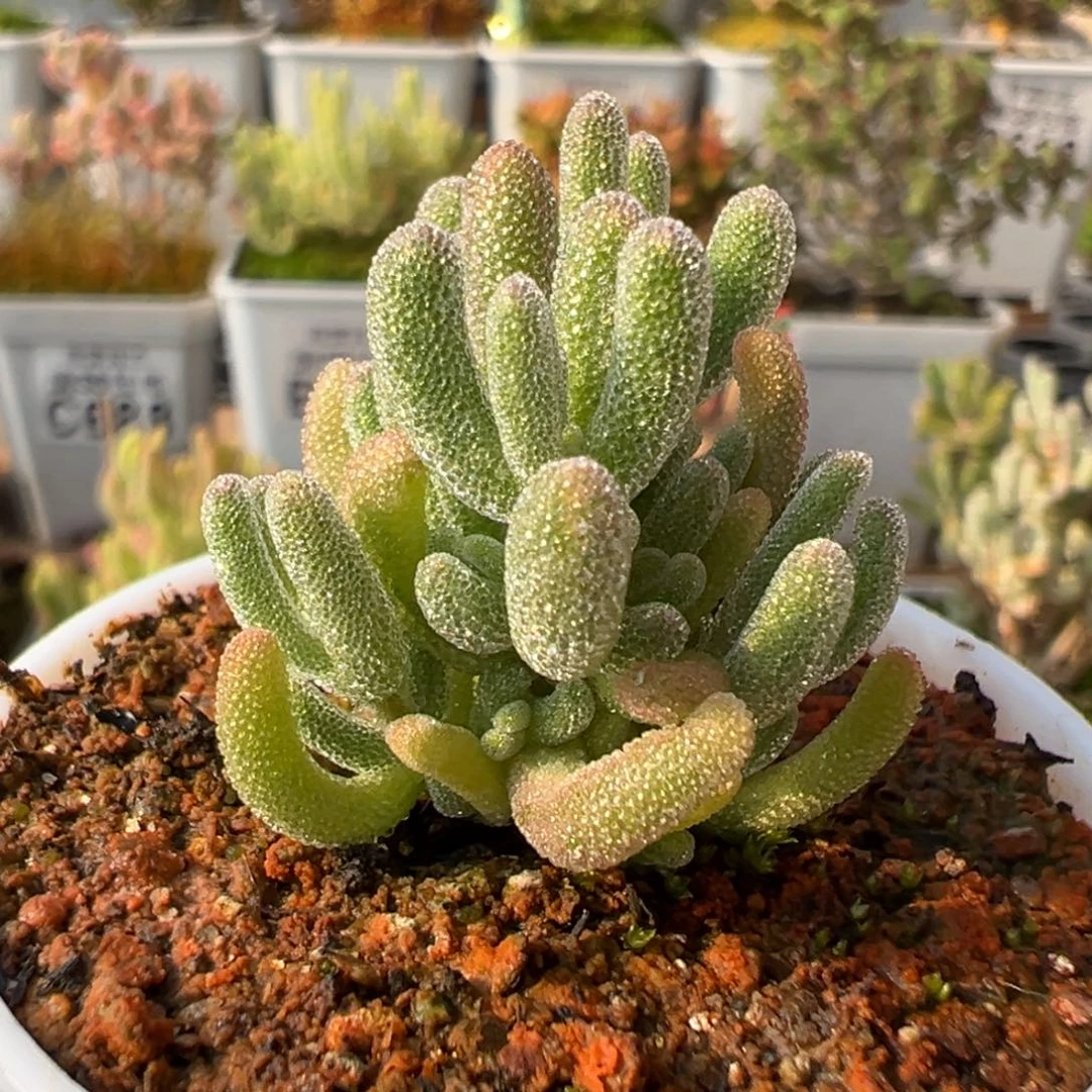 28-695枝干番杏白闪光五圆盆