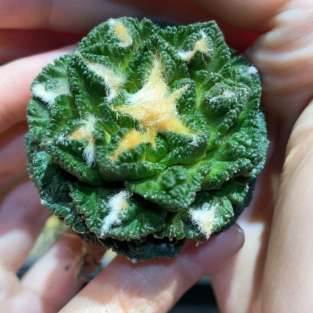 5cm螺旋辛顿牡丹萝卜根