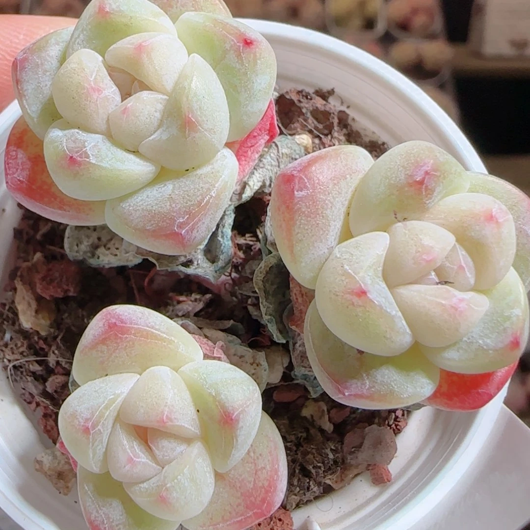 花语多肉0104-21冰玉整