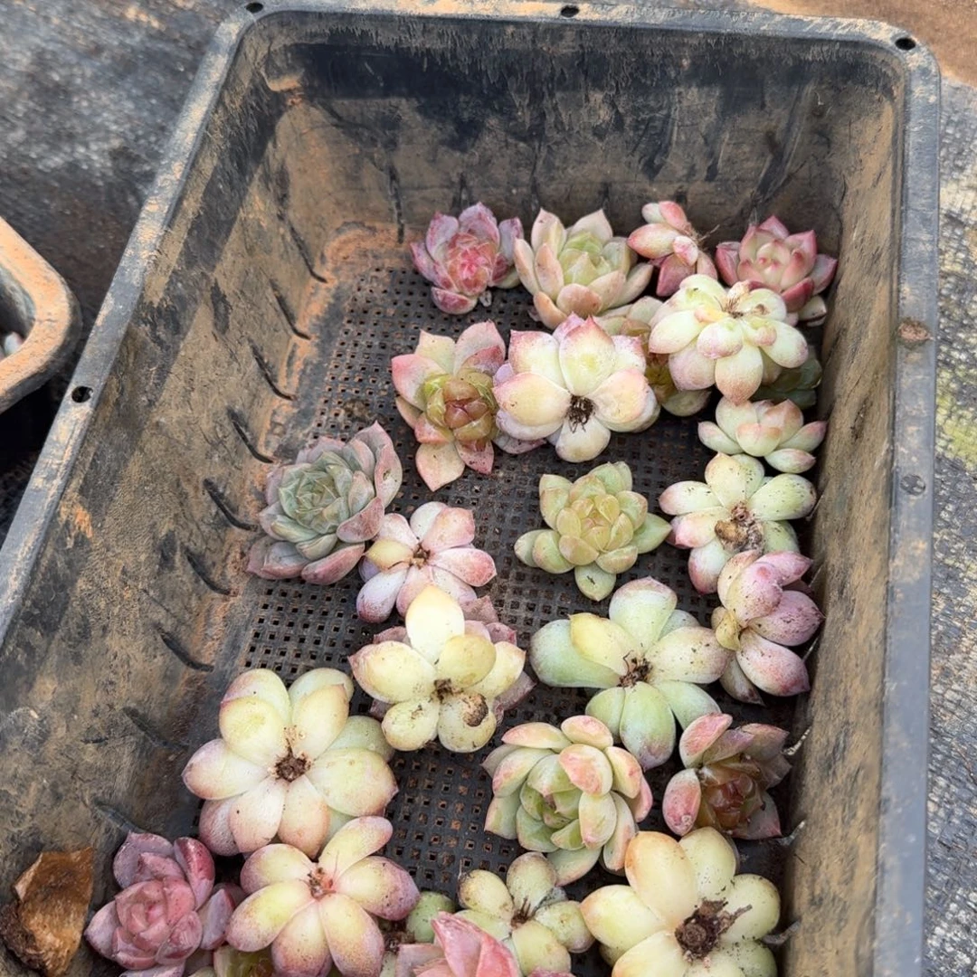 25-92珍妮三颗量拍发货