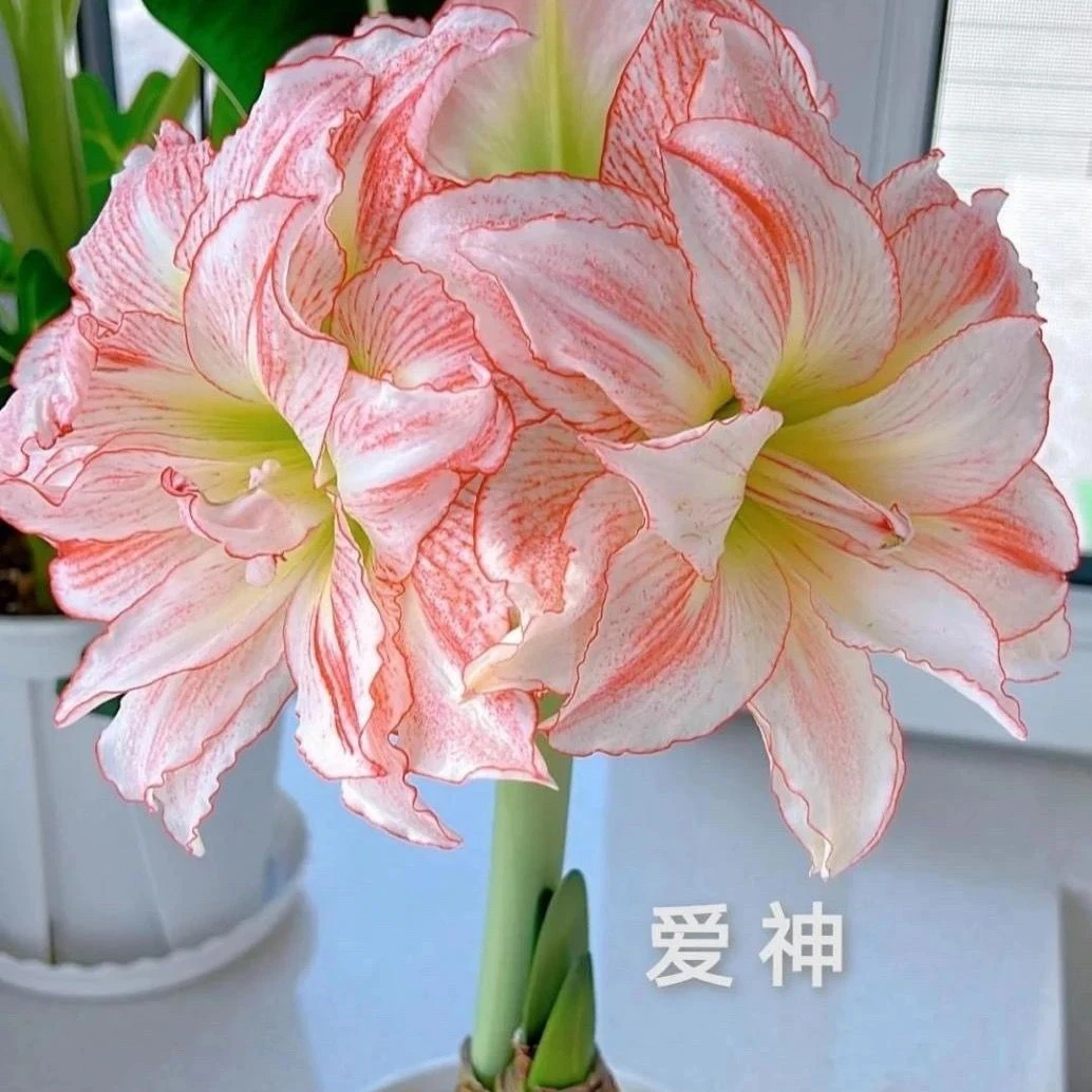 爱神】朱顶红种球6-8厘米