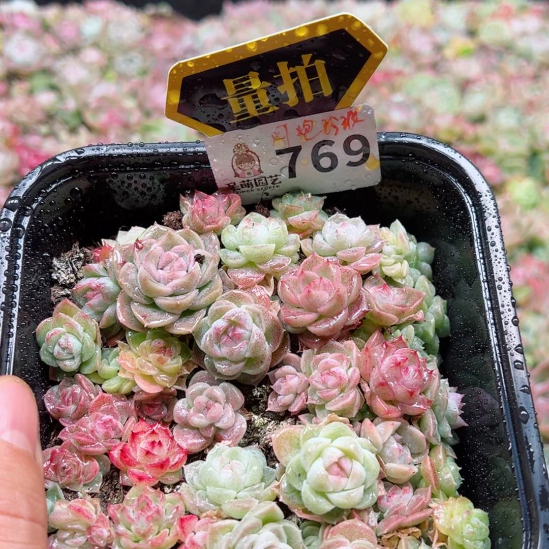 多肉植物多肉植物