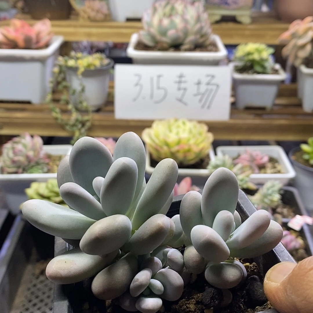 1568 文斯彤奶酪