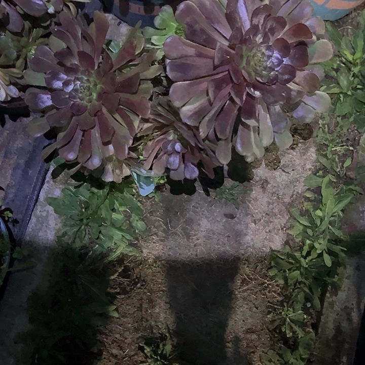 0587铜鼓多肉植物