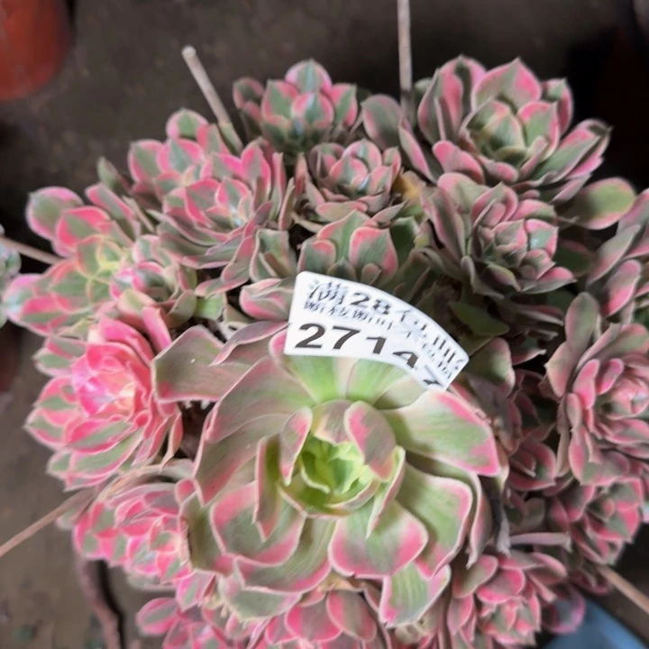 27147女妖多肉植物