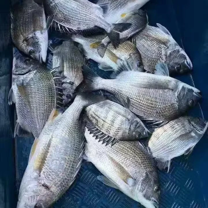 黑翅鱼---  直播间称重商品为准 包鲜/不包活