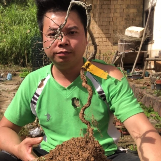 无花朵盆景盆栽植物（不包成活率）