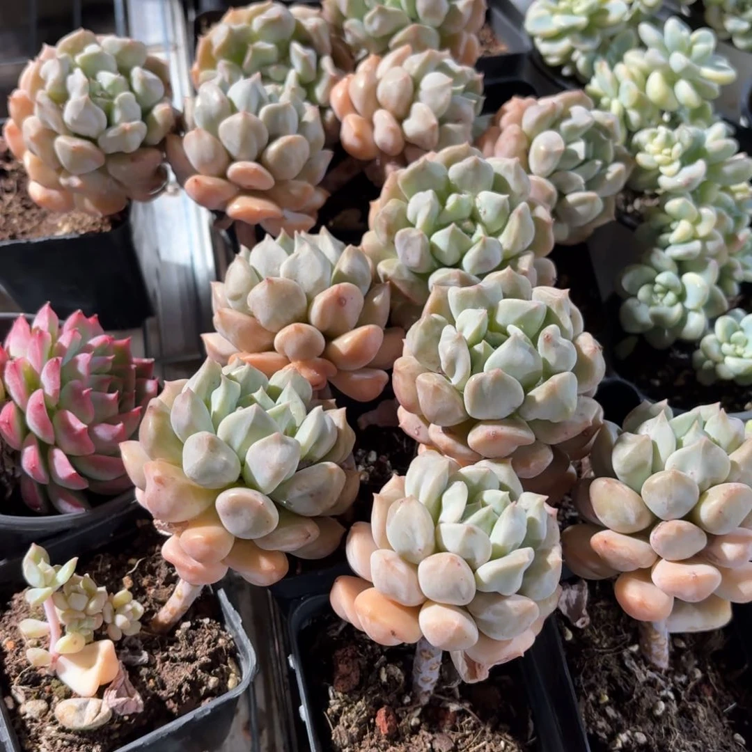 超奶多肉7㎝盆单头