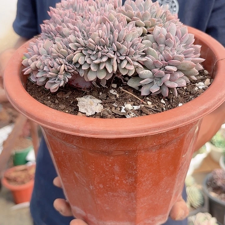 代比缀化老桩多肉