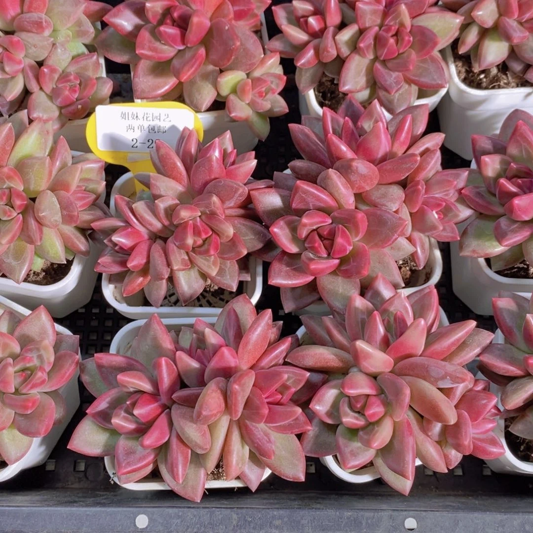 2-29-精品迷雾泡泡多头群一个