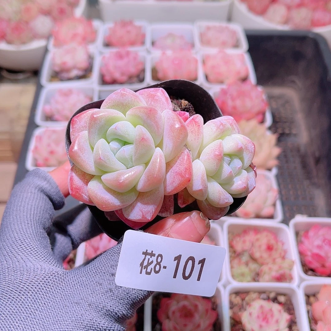花08-101冰玉双头