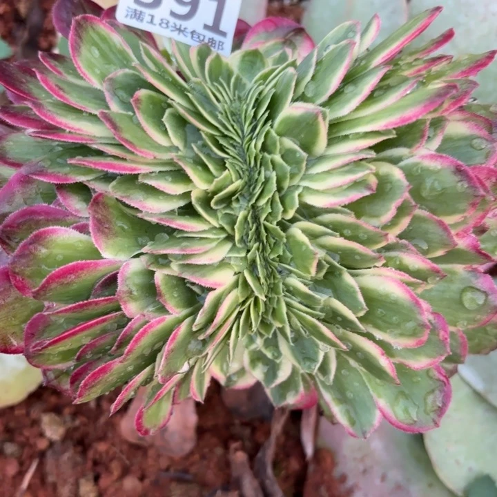 391海王缀化掌心多肉法师锦