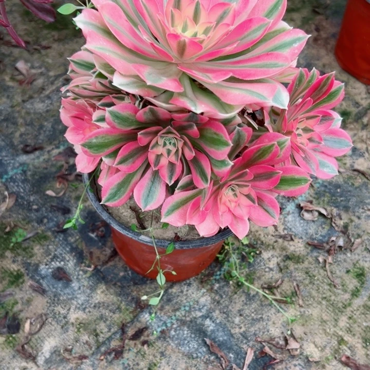 927女巫多肉植物