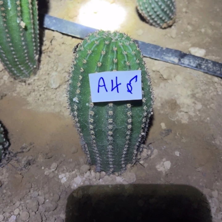 狼***道A46金妞蓉蓉45/////