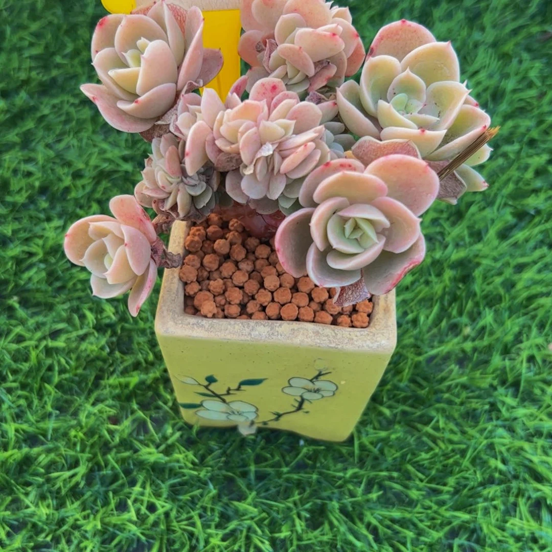 堡**适小叶星娜塔缀85号