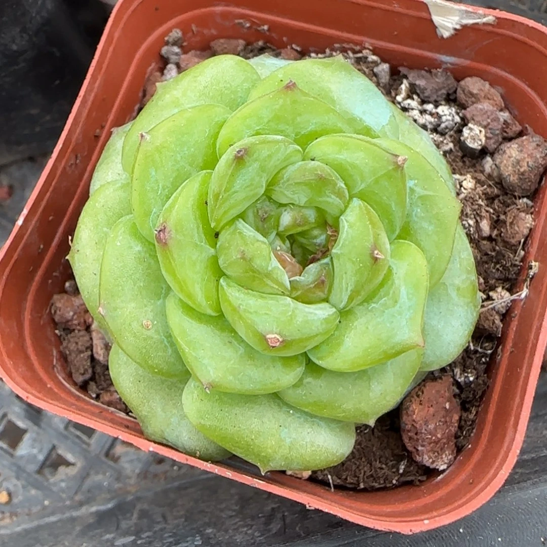小卡拉米糖心一物一拍