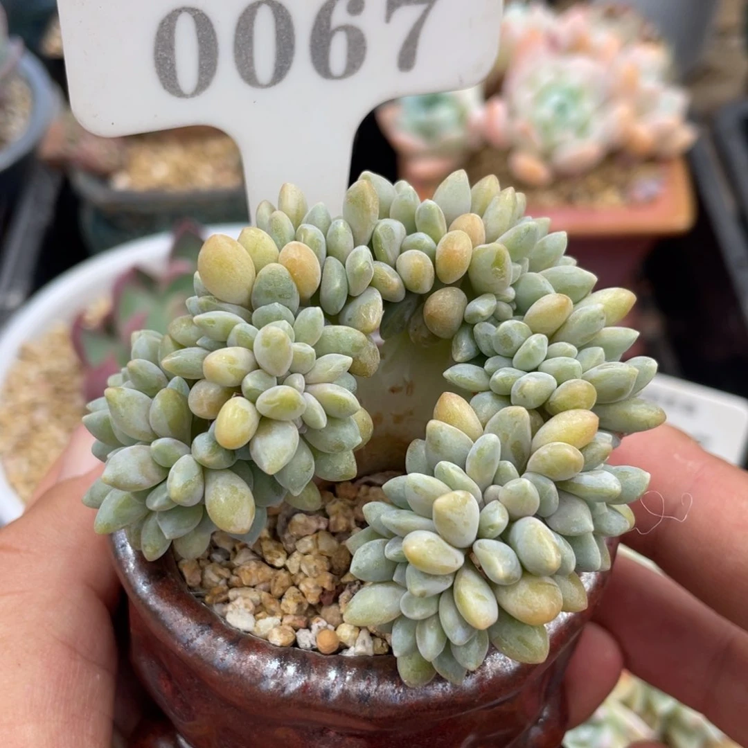 0067醉美人缀不带盆7厘米