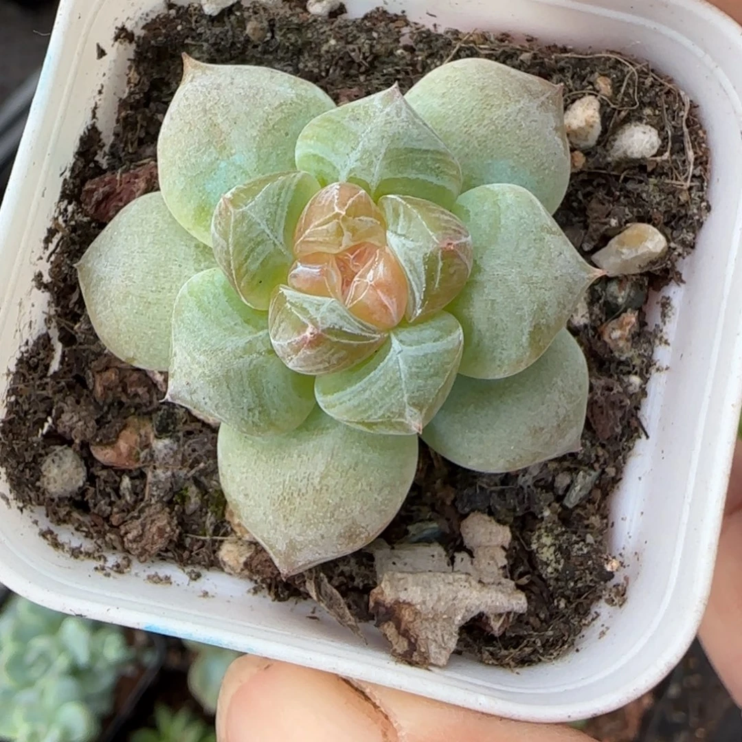 小卡拉米糖心一物一拍