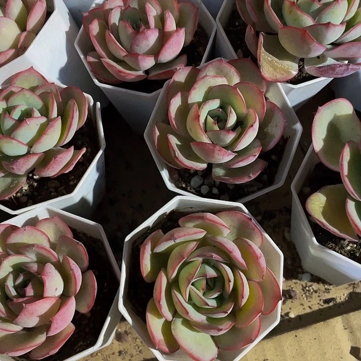 八角盆牡丹亭带盆土