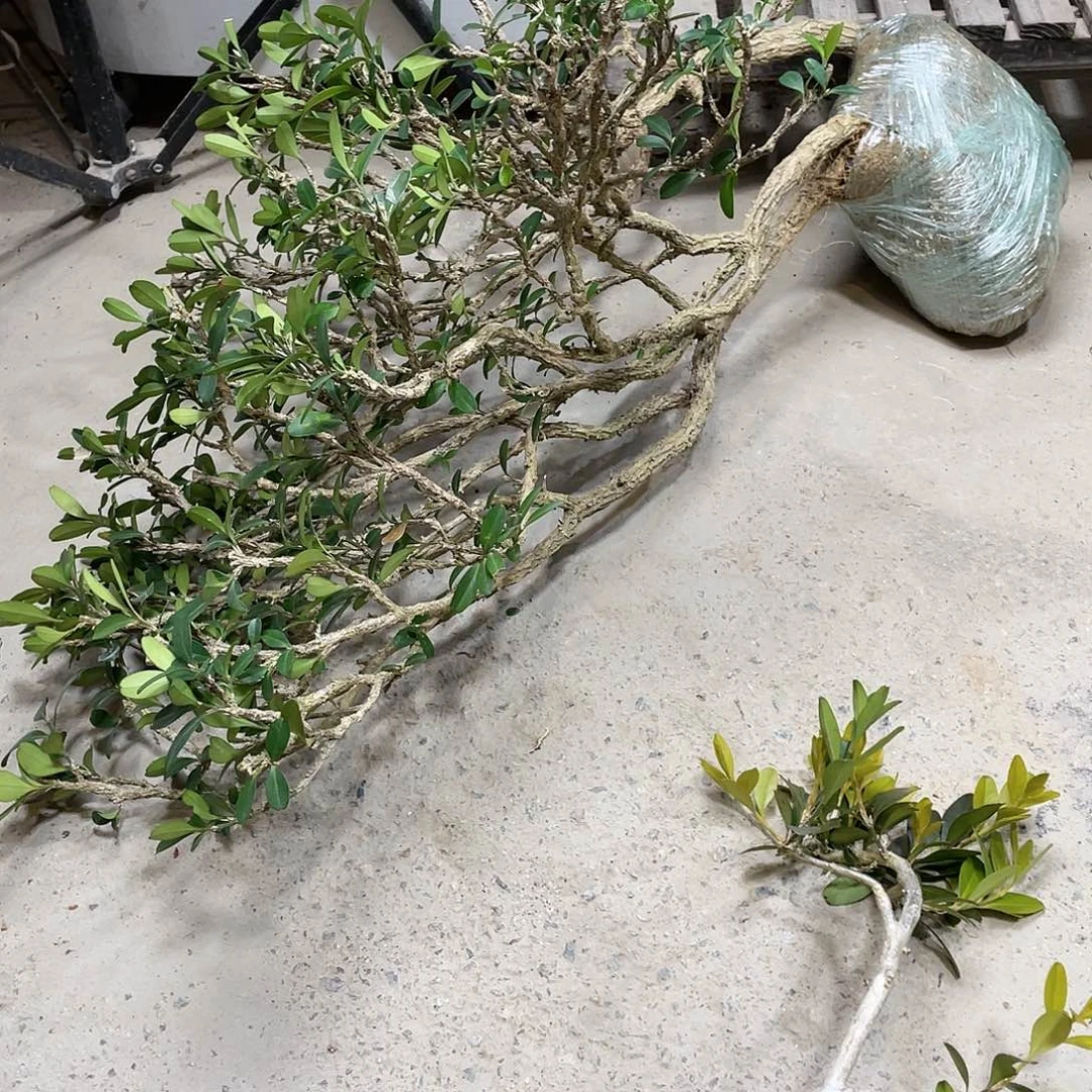 红陶d****m一起为梦想而加油啊我们