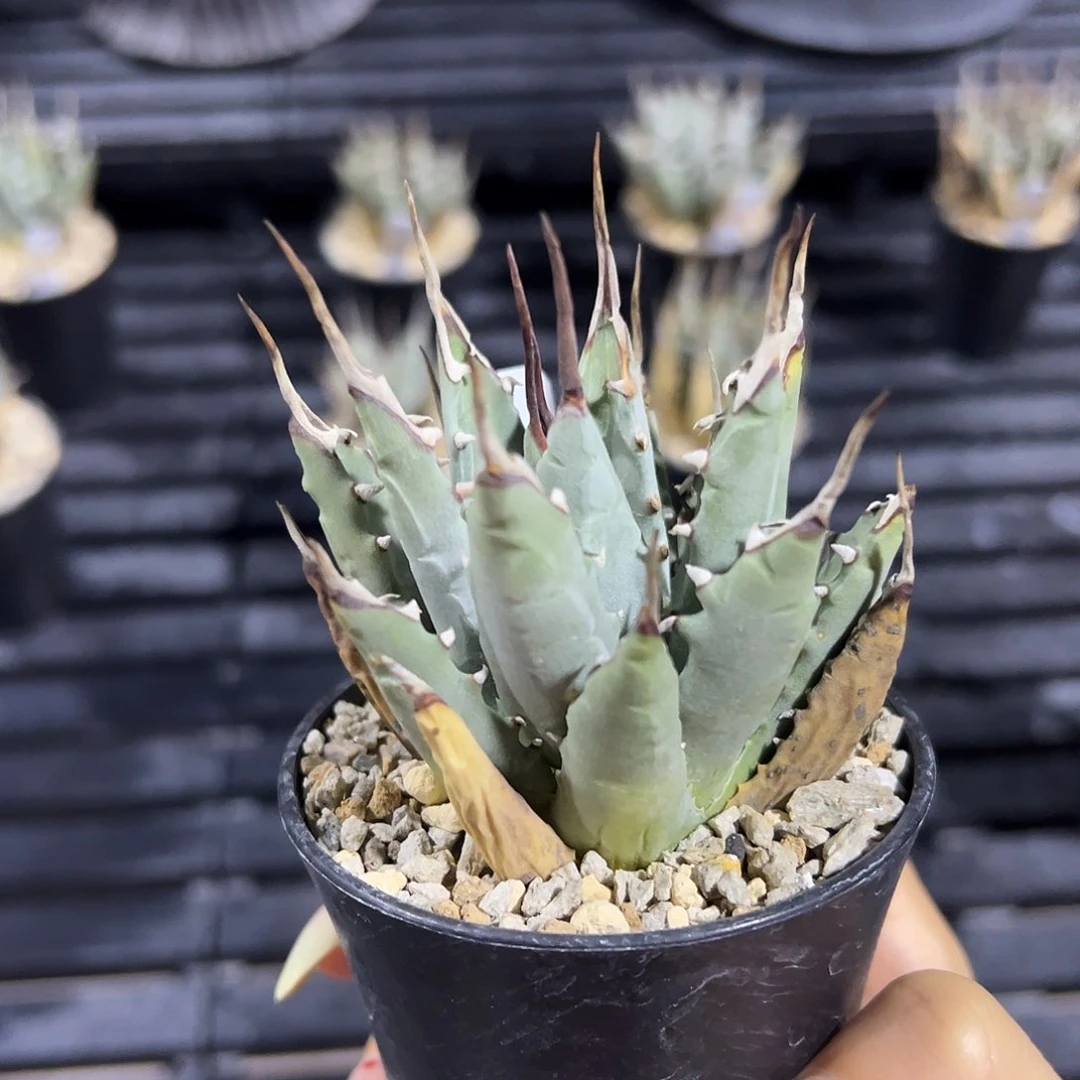 无花朵熟桩带盆，折后价